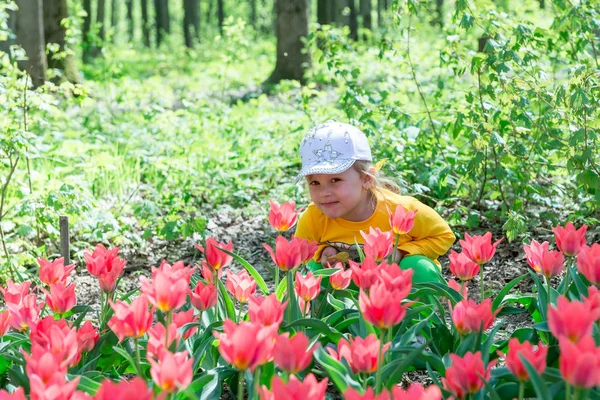 Bir çocuk, küçük bir kız bir bahar parkında güzel kokulu mercan lalelerini kokluyor..