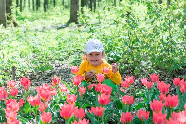 Bir çocuk, küçük bir kız bir bahar parkında güzel kokulu mercan lalelerini kokluyor..