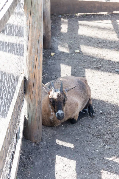 Horned Get Närbild Bakom Staketet Gården — Stockfoto