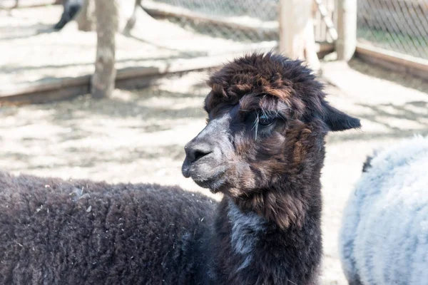 Alpaka, hayvanat bahçesine çit üzerinden ziyaretçileri ve lama bakar. Esaret hayatı.