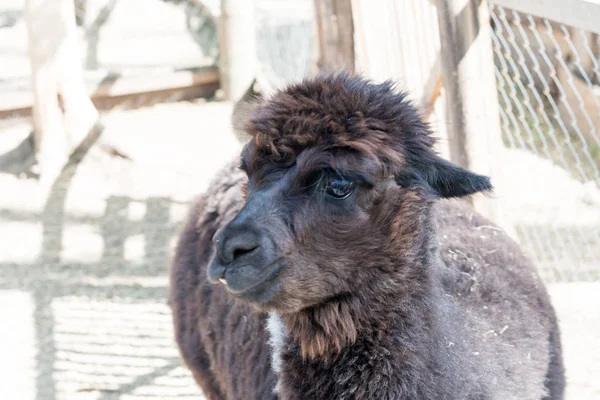 Alpaca Lama Looks Visitors Fence Zoo Life Captivity — Stock Photo, Image