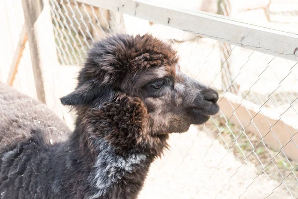 Alpaka, hayvanat bahçesine çit üzerinden ziyaretçileri ve lama bakar. Esaret hayatı.