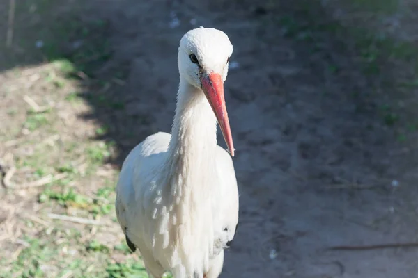 Graceful Wit Verenkleed Wit Mooie Kraan Close — Stockfoto