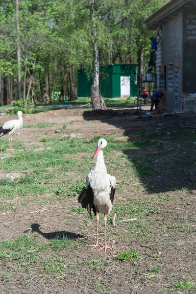 白い羽状の白い美しいクレーンの閉鎖で優雅な — ストック写真