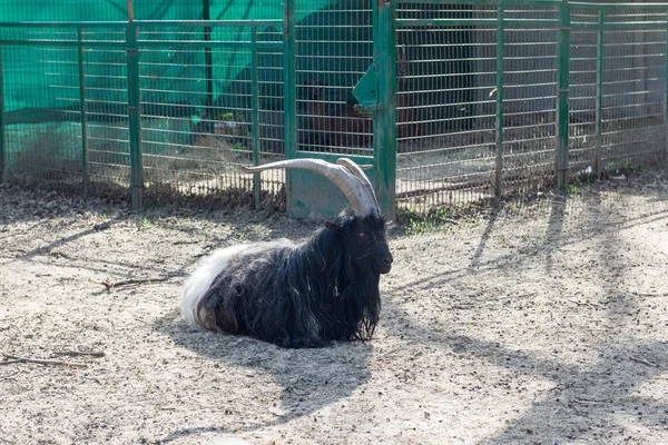 Kocaman boynuzları olan tüylü kara dağ keçisi..