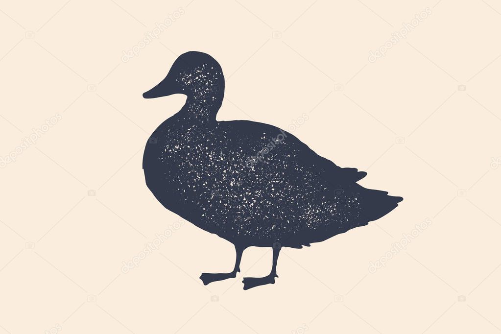 Duck, silhouette. Vintage logo, retro print, poster for Butchery meat shop, duck silhouette. Logo template for meat business, meat shop. Isolated black white silhouette duck. Vector Illustration