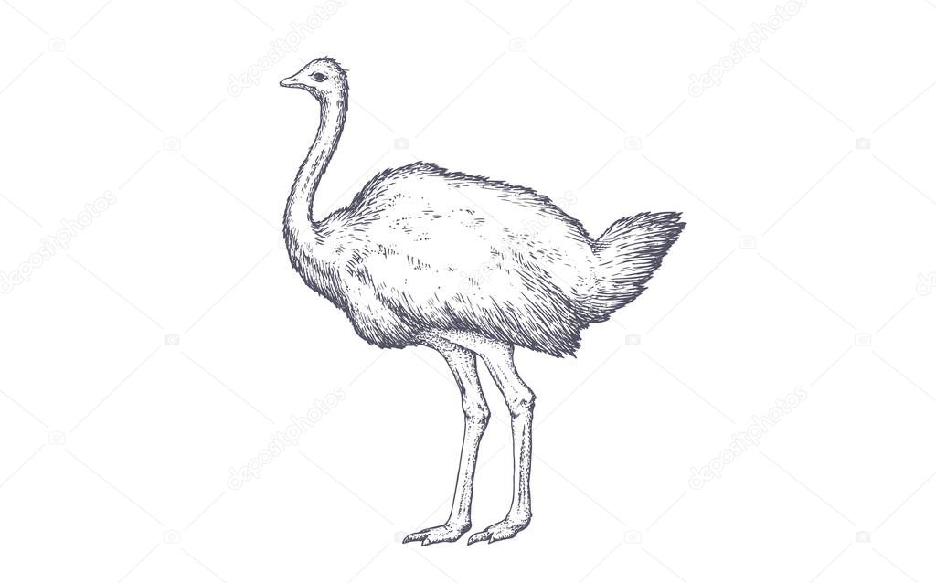 Ostrich. Vintage retro print, black white ostrich drawing, engrave old school style. Sketch artwork silhouette ostrich on white background. Side view profile. Vector Illustration