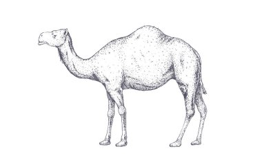 Deve, dromedary. Eski moda baskı, siyah beyaz deve çizimi, eski usul oyma. Beyaz arka planda resim çizimi, siluet deve. Yan görüntü profili. Vektör İllüstrasyonu