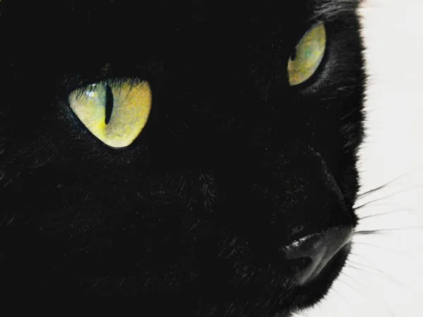 Μαύρη Γάτα Πράσινα Μάτια Κοντινό Πλάνο — Φωτογραφία Αρχείου