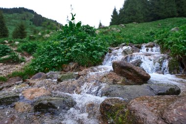 almatı yakın Haziran ayında butakovsky watterfall yakın nehir
