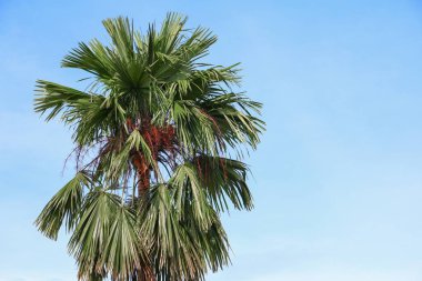 Mavi gökyüzü arka planında palmiye ağacı