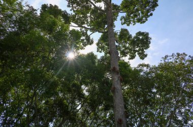 dal yaprak ağaç ve güneş ormanda güzel ışık, görünümü alt