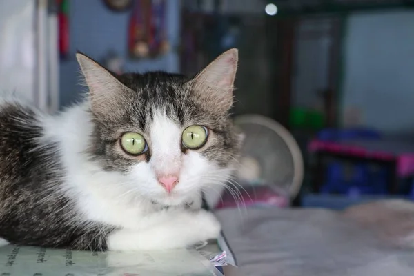 Lähikuva Cat Rentoutua Kaunis Talossa — kuvapankkivalokuva