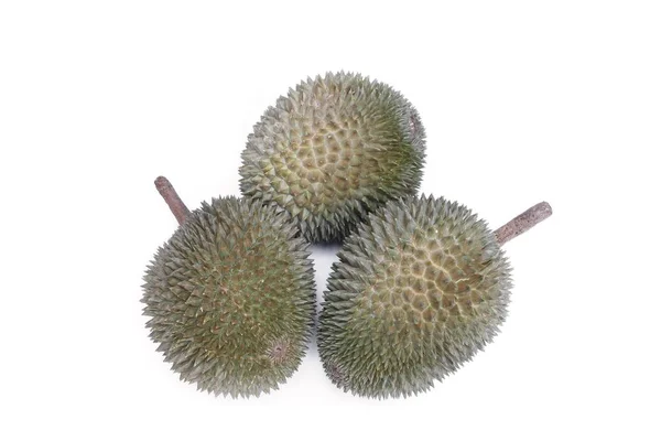 Durian Met Shell Koning Van Vruchten Witte Achtergrond — Stockfoto