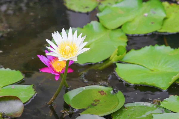 Lotus Weiß Wasser Schön Natürlich Garten — Stockfoto