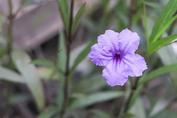 Flor Vagem Popping Flor Roxa Parte Manhã Nome Científico Watrakanu — Fotografia de Stock