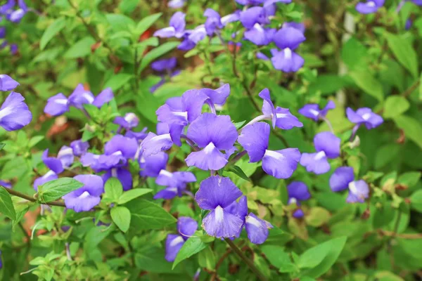 Brazilina Snapdragon Blue Hawaii Flor Jardim Perto — Fotografia de Stock