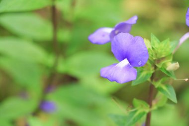 Mavi Hawaii Çiçek bahçesinde Brazilina aslanağzı, yakın çekim