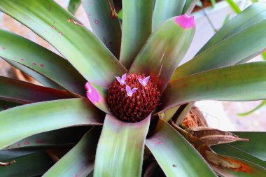 Bromeliad veya Urn bitki çiçek kırmızı güzel bahçede