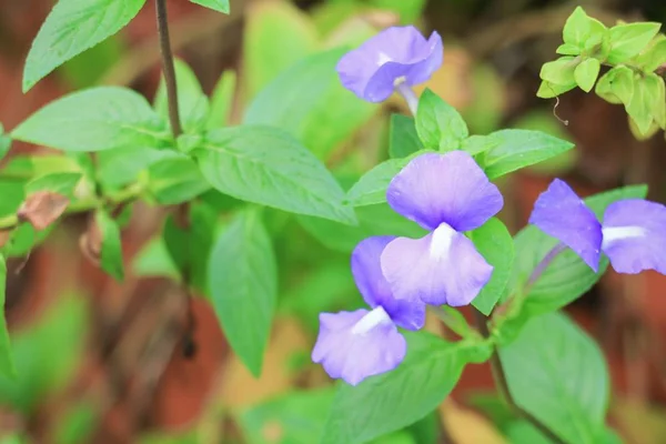 Brazilina Snapdragon Blue Hawaii Blomma Trädgården Närbild — Stockfoto