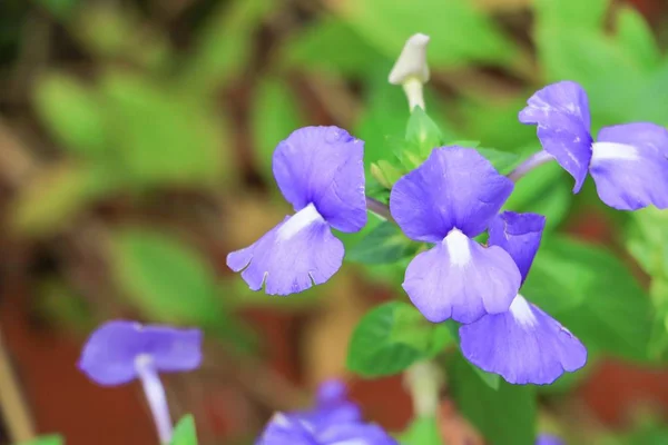 Blue Hawaii Λουλουδιών Στον Κήπο Brazilina Snapdragon Κοντινό Πλάνο — Φωτογραφία Αρχείου