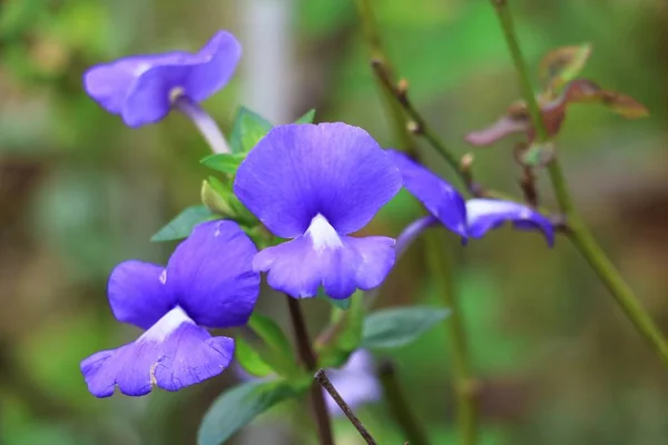 Brazilina Snapdragon Blue Hawaii Flor Jardim Perto — Fotografia de Stock