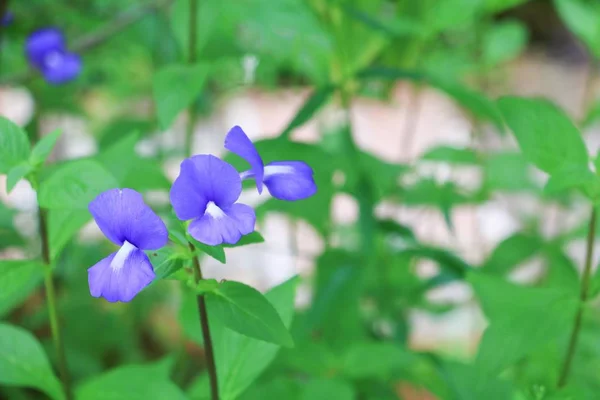 Brazilina Snapdragon Blue Hawaii Blomma Trädgården Närbild — Stockfoto