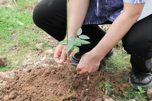 toprakta bir ağaç dikimi ile el