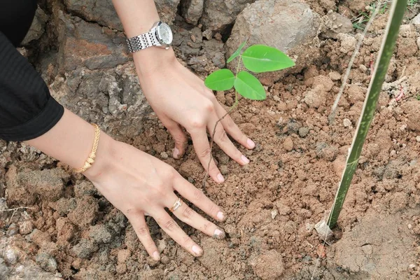 Mão Com Plantar Uma Árvore Solo — Fotografia de Stock