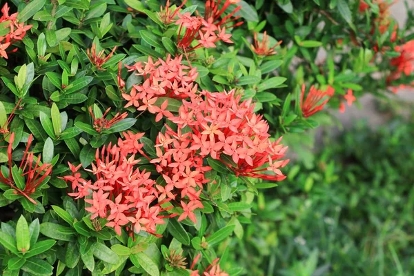 Spike Çiçek Ortak Adı Mahs Coccinea Rubiaceae Doğada Kırmızı — Stok fotoğraf