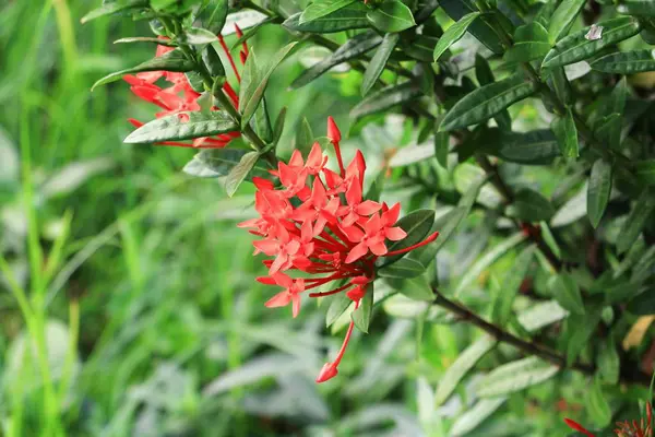 Spike Květina Červená Přírodě Společný Název Ixora Coccinea Rubiaceae — Stock fotografie