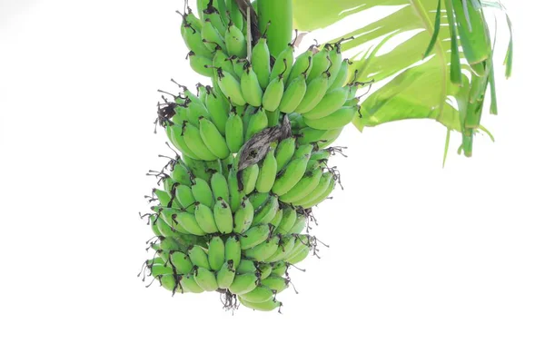 Банановое Дерево Белом Фоне — стоковое фото