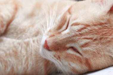 eski sandalye üzerinde uyku turuncu tekir kedi