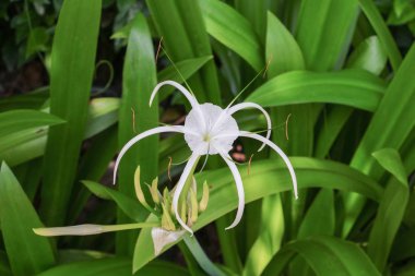 Örümcek zambak çiçeği beyaz bir bahçe (Crinum asiaticum)