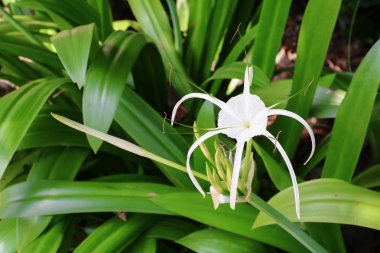 Örümcek zambak çiçeği beyaz bir bahçe (Crinum asiaticum)