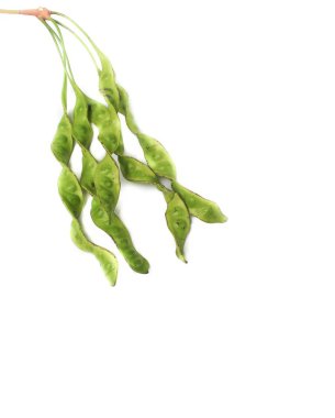 Beyaz arka plan üzerinde Parkia speciosa Kılıf (bükülmüş petai, fasulye, küme, iğrenç kokuyorsun, acı, sato )