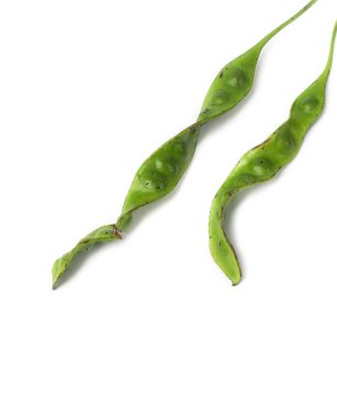 Beyaz arka plan üzerinde Parkia speciosa Kılıf (bükülmüş petai, fasulye, küme, iğrenç kokuyorsun, acı, sato )