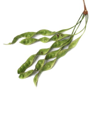 Beyaz arka plan üzerinde Parkia speciosa Kılıf (bükülmüş petai, fasulye, küme, iğrenç kokuyorsun, acı, sato )