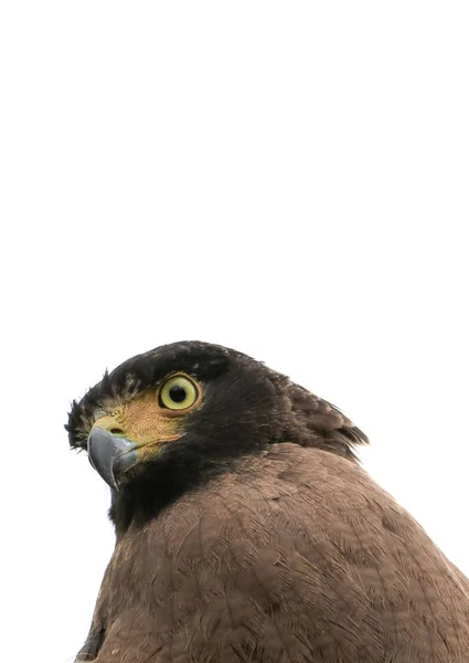 Adler Nahaufnahme Oder Falke Wanderfalke Schön Auf Weißem Hintergrund — Stockfoto