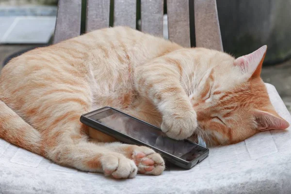 Chat Tabby Orange Dormir Avec Téléphone Portable Sur Une Vieille — Photo