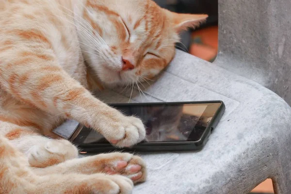 Chat Tabby Orange Dormir Avec Téléphone Portable Sur Une Vieille — Photo