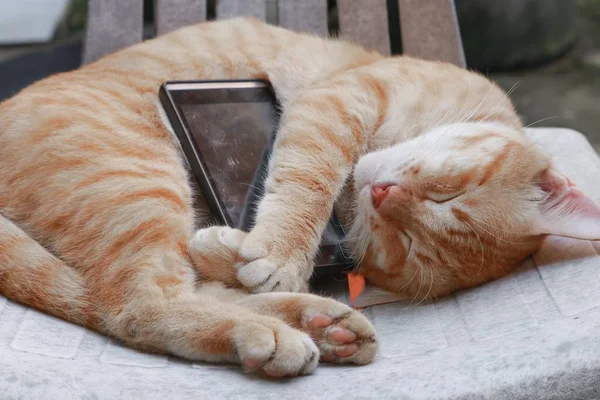 orange tabby cat sleep with mobile phone  on old chair