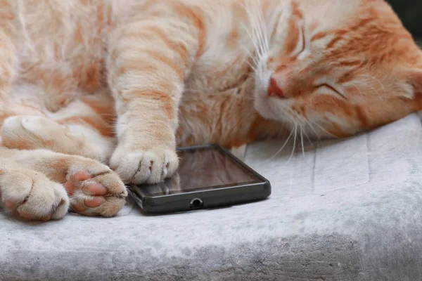 Chat Tabby Orange Dormir Avec Téléphone Portable Sur Une Vieille — Photo