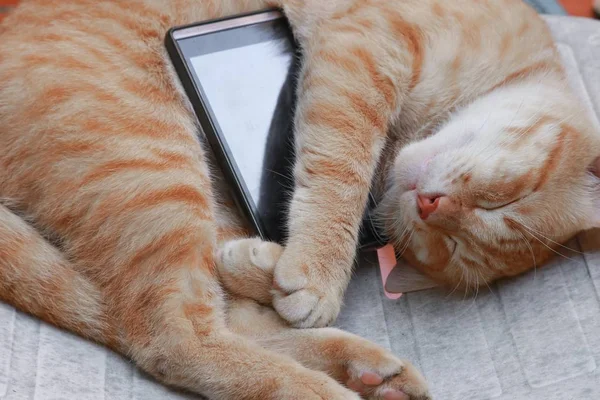 Arancione Tabby Gatto Dormire Con Cellulare Sulla Vecchia Sedia — Foto Stock