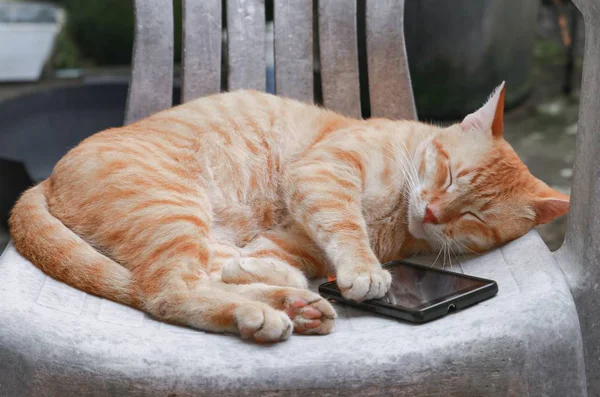 Chat Tabby Orange Dormir Avec Téléphone Portable Sur Une Vieille — Photo
