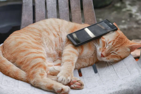 Chat Tabby Orange Dormir Avec Téléphone Portable Sur Une Vieille — Photo