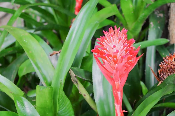 Bromélia Urna Planta Flor Vermelha Bonita Jardim — Fotografia de Stock