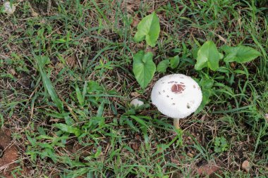 doğada zemin çim seçin odak alan sığ derinliği ile güzel mantar.