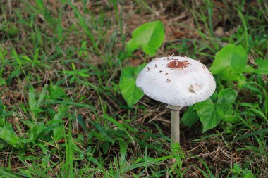 doğada zemin çim seçin odak alan sığ derinliği ile güzel mantar.