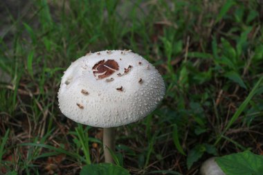 doğada zemin çim seçin odak alan sığ derinliği ile güzel mantar.
